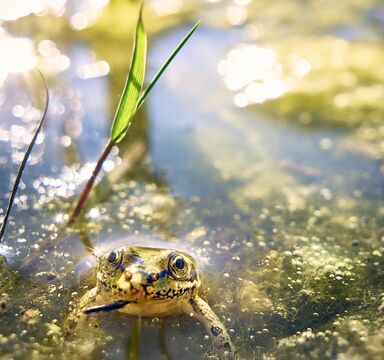 042 P Vielfalt Frosch Mega